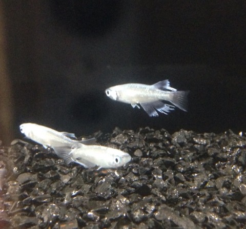 青幹之メダカヒレ長(2016年秋のメダカ品評会)