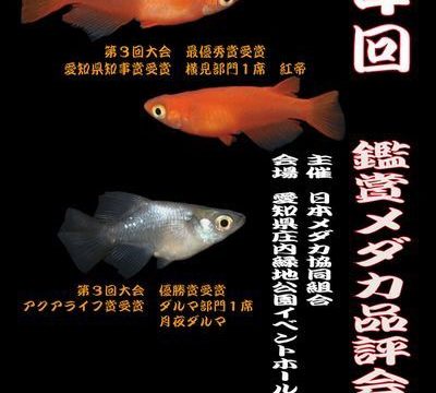 鑑賞メダカ品評会(2017年秋)