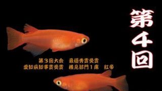 鑑賞メダカ品評会(2017年秋)