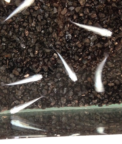 幹之メダカ(2016年秋のメダカ品評会)