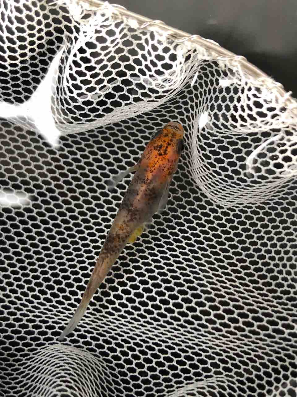 朱赤三色透明鱗メダカ