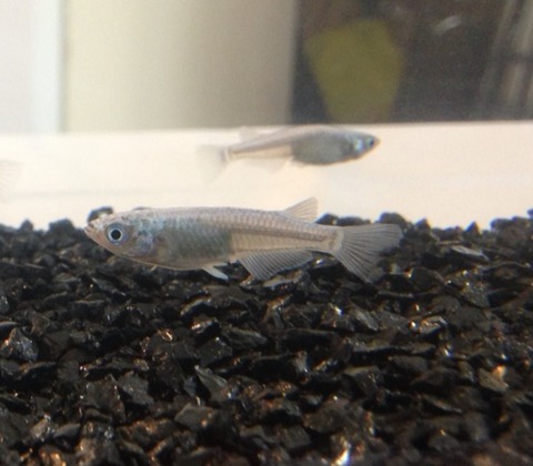 幹之メダカ(2016年秋のメダカ品評会)