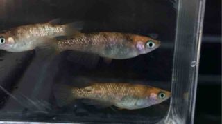 赤ぶちラメ幹之メダカ