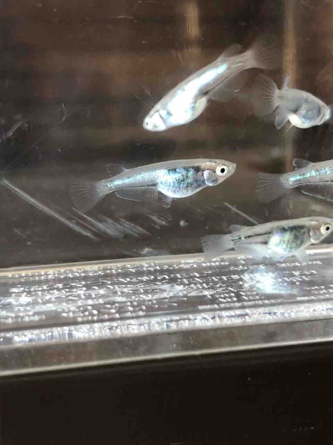 黒百式メダカ(2018年9月撮影)全身体内光メダカの黒い特徴を持つメダカ