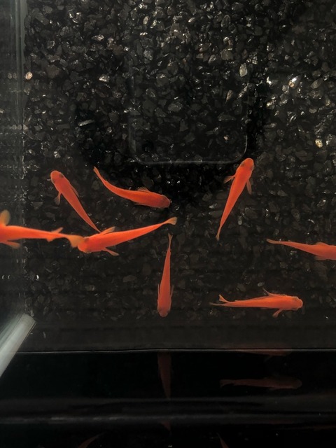 紅帝(楊貴妃メダカ)2017年秋の品評会