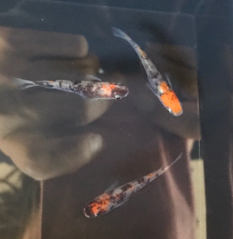 烏城三色(三色透明鱗メダカ)2017年鑑賞メダカの品評会