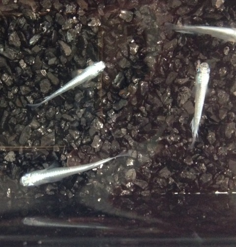 青幹之メダカヒレ長(2016年秋のメダカ品評会)