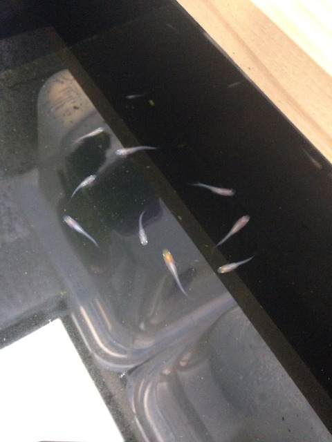 非透明鱗紅白メダカ(2017年6月頃)