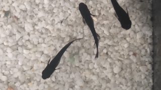 メダカの品評会(2018年秋)五式