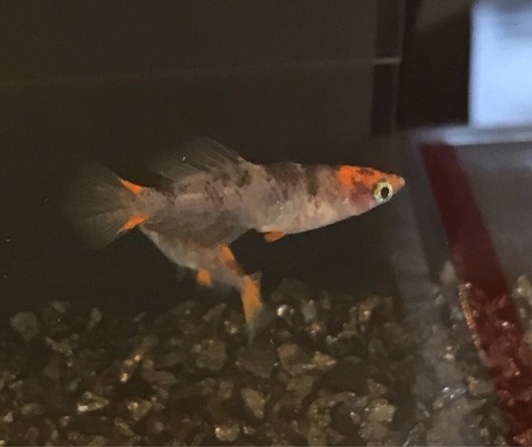 烏城三色(三色透明鱗メダカ)2017年鑑賞メダカの品評会