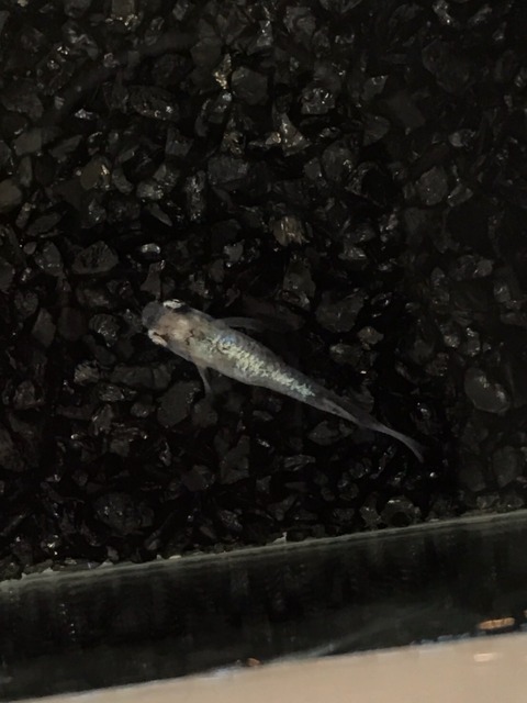 コブラ(体内光メダカ)2017年秋のメダカ品評会