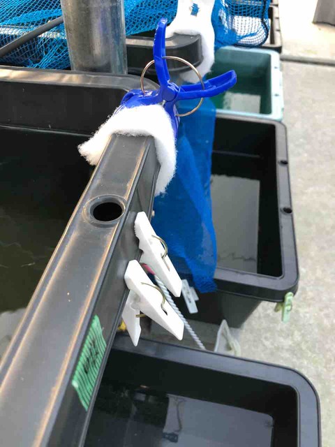 メダカ飼育容器のオーバーフロー対策をスポンジで作る方法