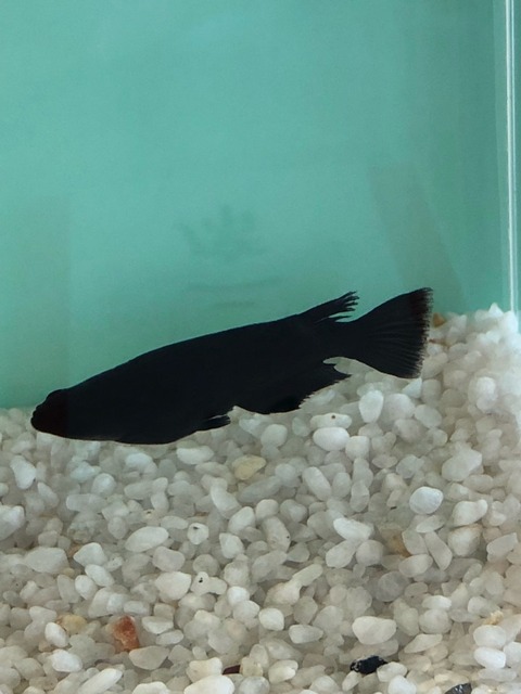 オロチ(黒色透明鱗メダカ)2017年メダカの品評会