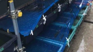 メダカラック(棚)とエアレーション
