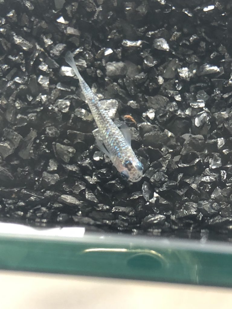 メダカの品評会(2018年秋)夜桜