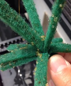 産卵床についたメダカの卵