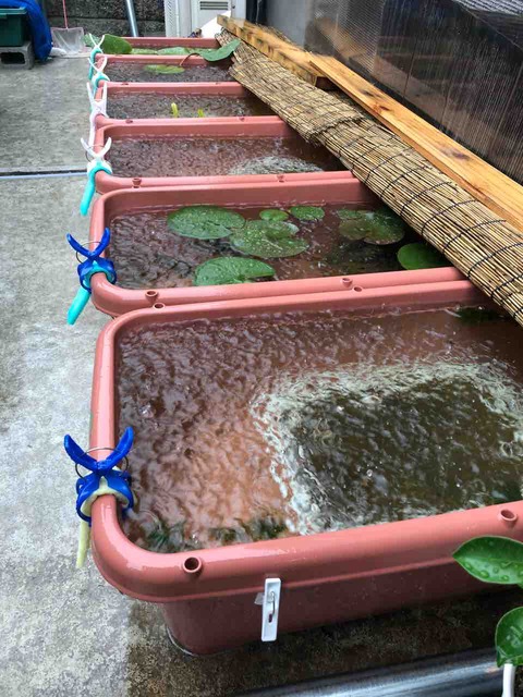 雨水が入る飼育容器と赤玉土とオーバーフロー