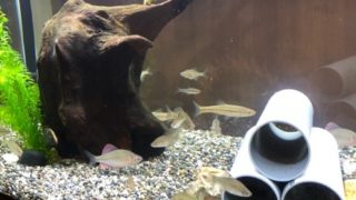 120cm水槽で泳ぐガサガサで捕まえた魚