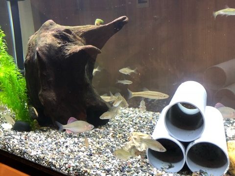 120cm水槽で泳ぐガサガサで捕まえた魚