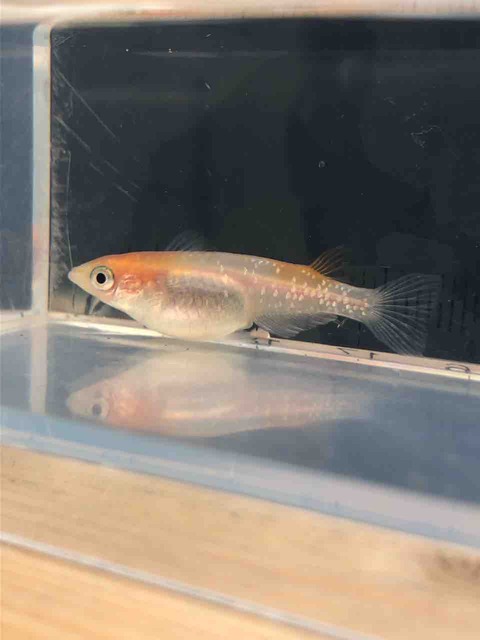 非透明鱗紅白メダカのメス(2018年5月)