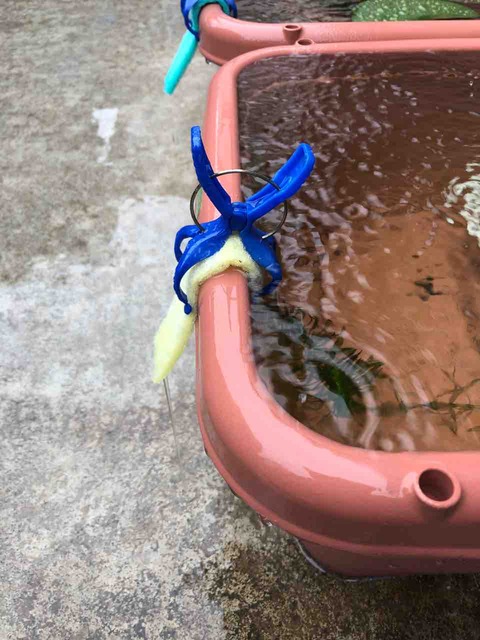 メダカの飼育容器のオーバーフロー対策をスポンジで作る方法