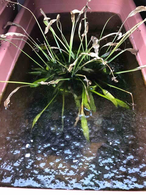 メダカの越冬対策と凍結した水(飼育容器と植物)