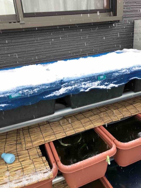 メダカの越冬対策(ポリカーボネート板で)凍結対策で蓋をする