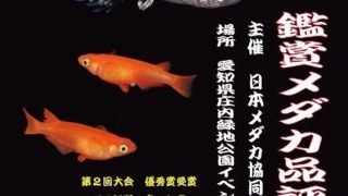 第三回鑑賞メダカ品評会