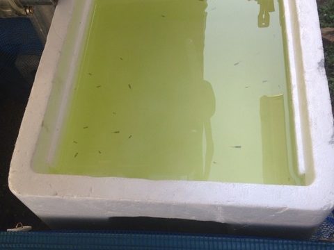 松井ヒレ長白幹之メダカ