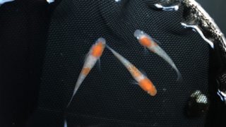 紅白ラメ幹之メダカ