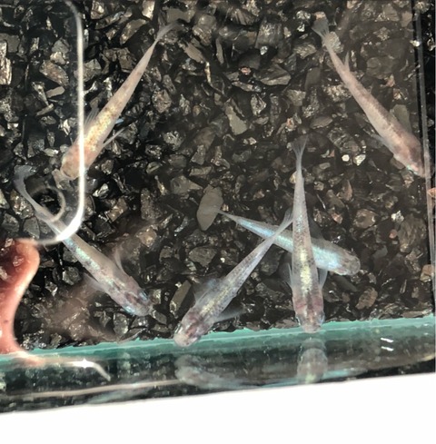 黒錦(カブキ系メダカ)2017年秋のメダカ品評会