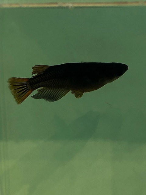 五式改(黒色透明鱗メダカ黄ビレ)