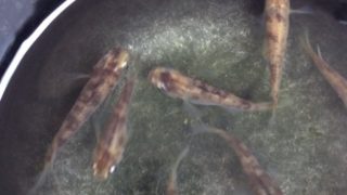 白ぶちメダカ