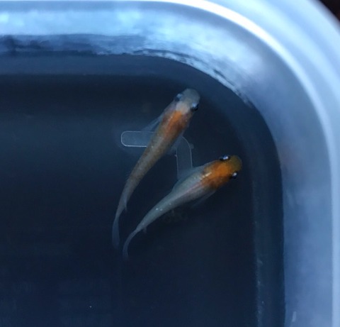 非透明鱗紅白メダカ(2017年12月撮影)