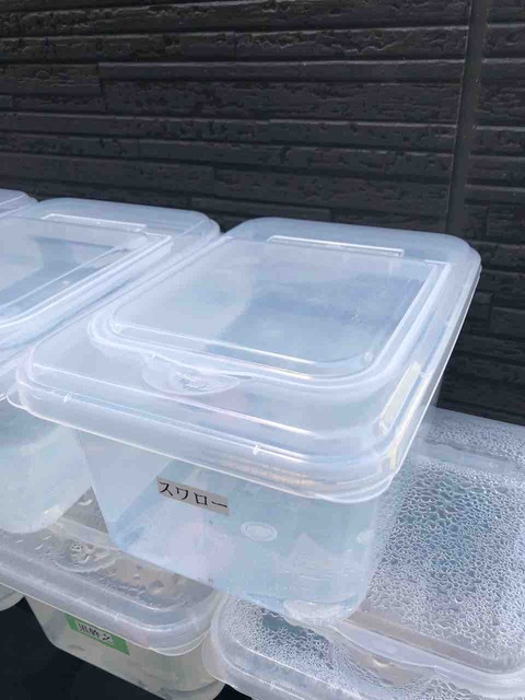 孵化したメダカの赤ちゃんを飼育する容器(米びつケース)