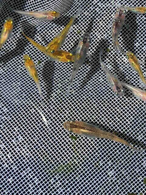 灯メダカの選別漏れ