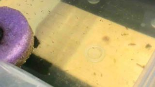 メダカの針子が泳ぐ飼育容器
