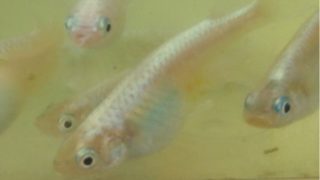 白幹之メダカ