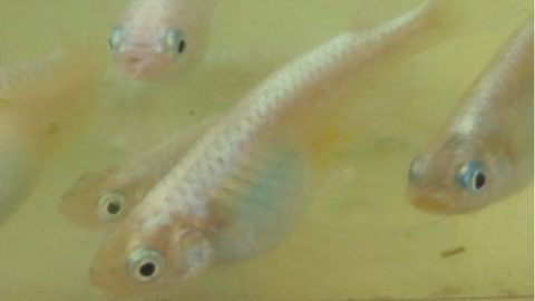 白幹之メダカ