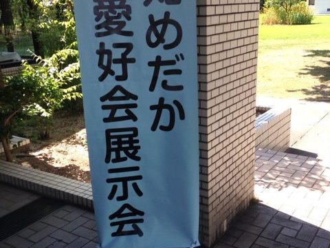 メダカの展示会