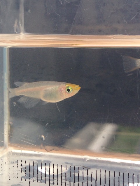 灯メダカ(体外光が乗るタイプ)から産まれた口先が黄色いメダカ(2017年5月)