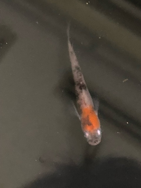 非透明鱗三色メダカ