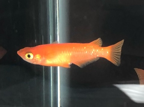 紅帝(楊貴妃メダカ)2017年秋のメダカ品評会