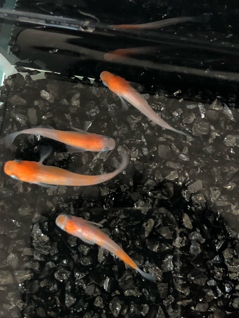 雲州あけぼの(非透明鱗紅白メダカ)