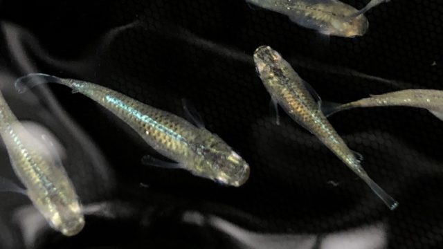 緑光幹之メダカ