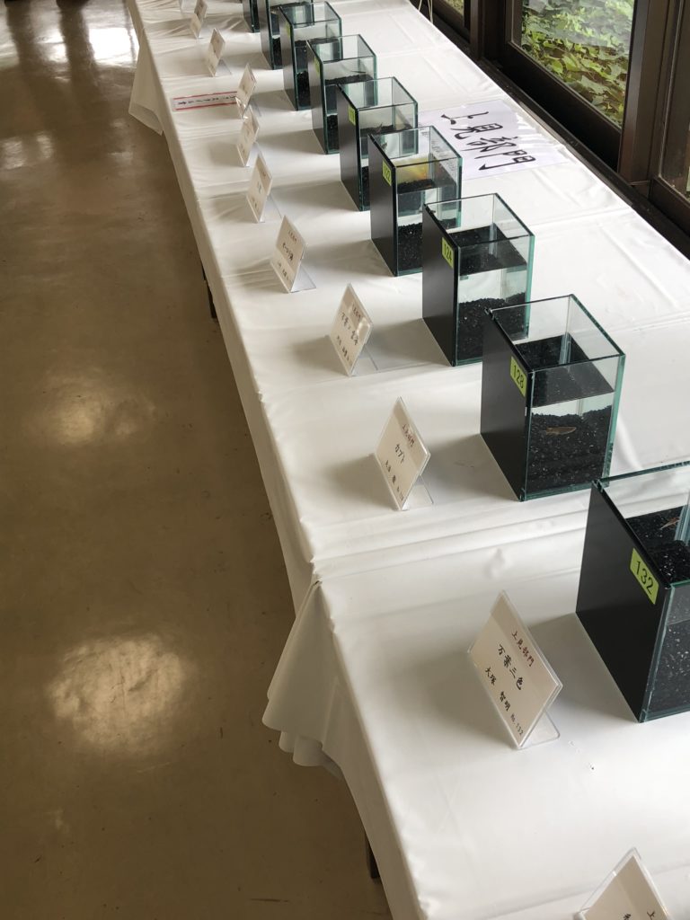 メダカ品評会(2018年秋)