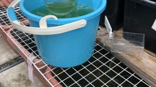 メダカの水換え作業中