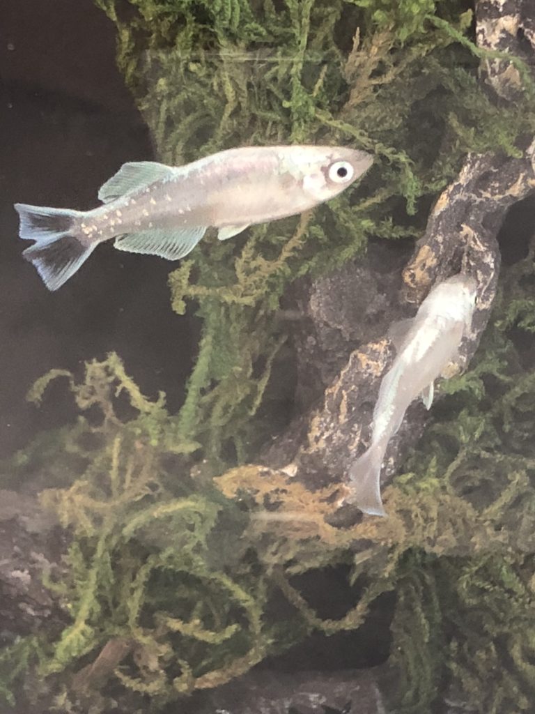 メダカの品評会(2018年秋)ドラゴンブルー(禅系)