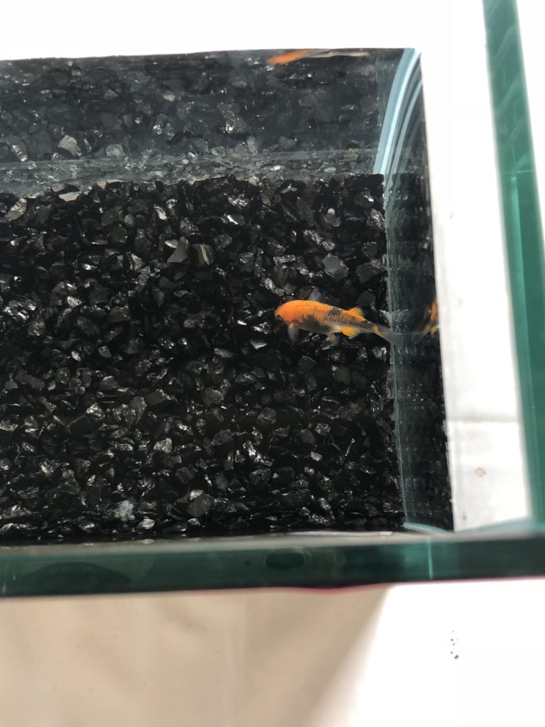 メダカの品評会(2018年秋)飛燕