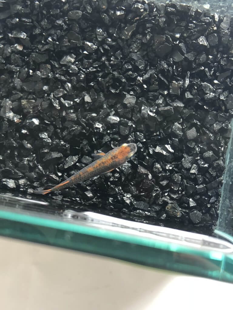 メダカの品評会(2018年秋)紅龍